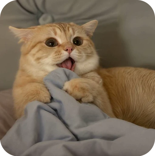 😂 Стикер «Paws» для Telegram