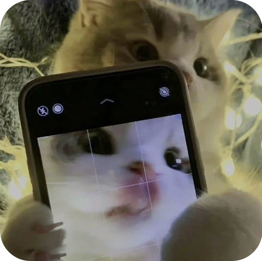 😝 Стикер «Paws» для Telegram