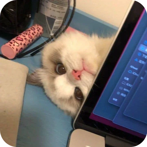 👀 Стикер «Paws» для Telegram