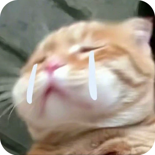 😭 Стикер «Paws» для Telegram
