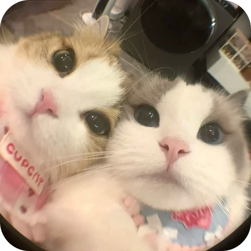 🤗 Стикер «Paws» для Telegram