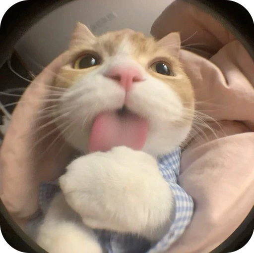 🤪 Стикер «Paws» для Telegram