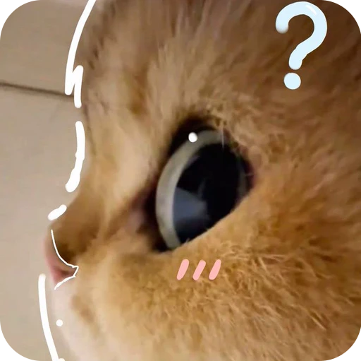 🤨 Стикер «Paws» для Telegram
