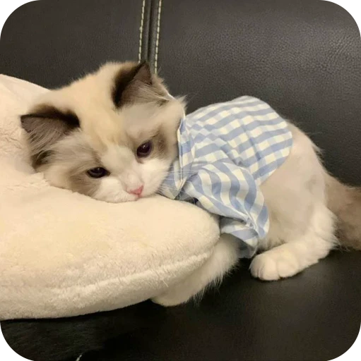 😔 Стикер «Paws» для Telegram