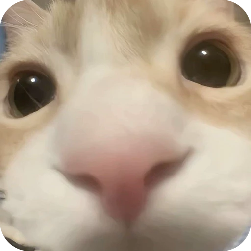 👀 Стикер «Paws» для Telegram