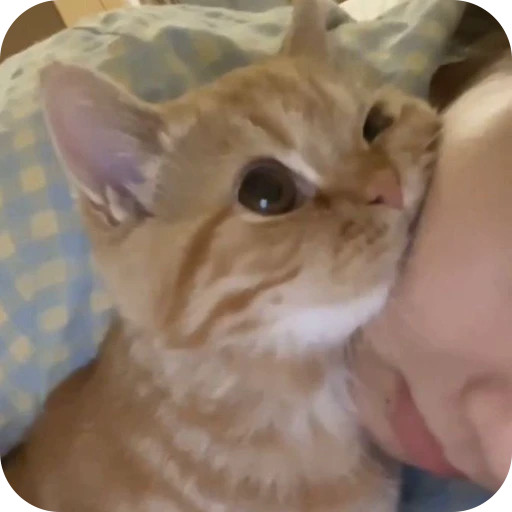 😕 Стикер «Paws» для Telegram