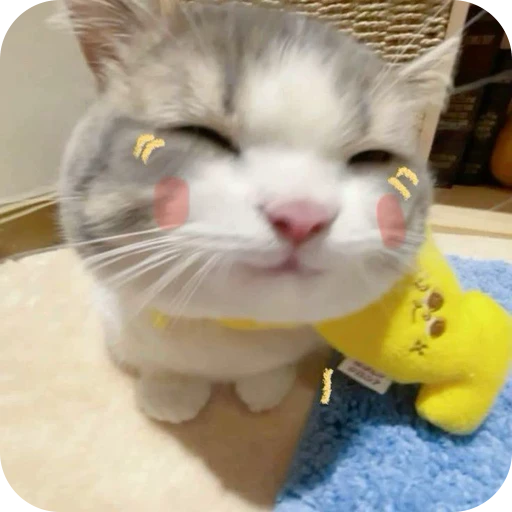 😉 Стикер «Paws» для Telegram