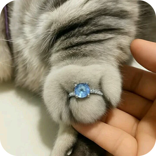 💍 Стикер «Paws» для Telegram