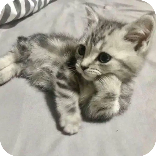 🤔 Стикер «Paws» для Telegram