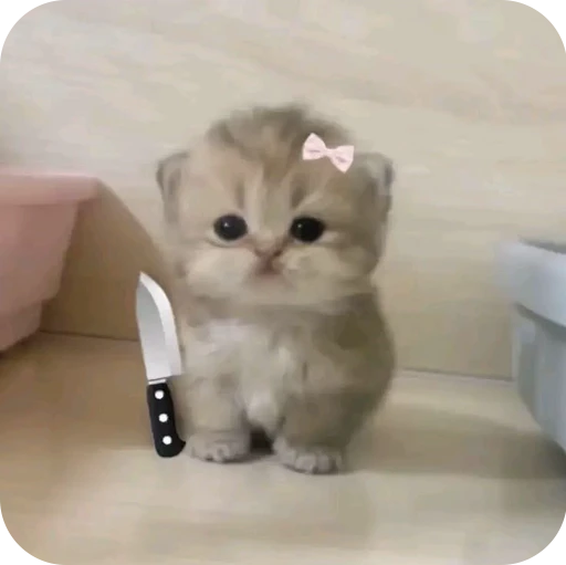 🔪 Стикер «Paws» для Telegram