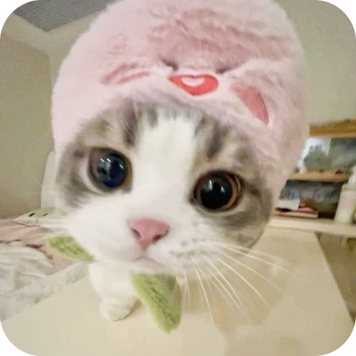 🍓 Стикер «Paws» для Telegram