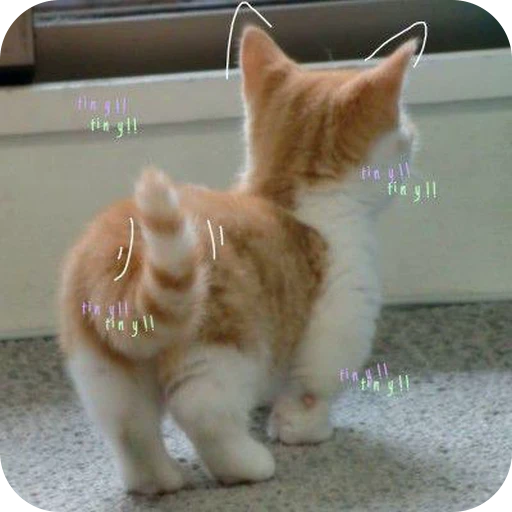 💃 Стикер «Paws» для Telegram