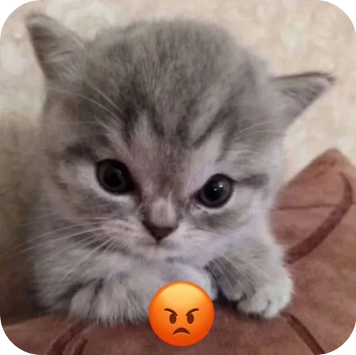 😡 Стикер «Paws» для Telegram
