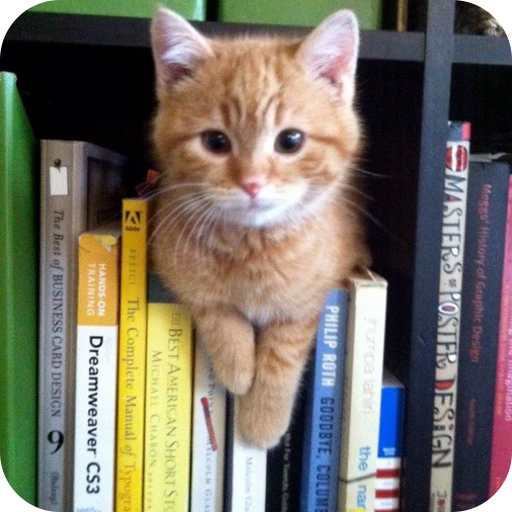 📕 Стикер «Paws» для Telegram