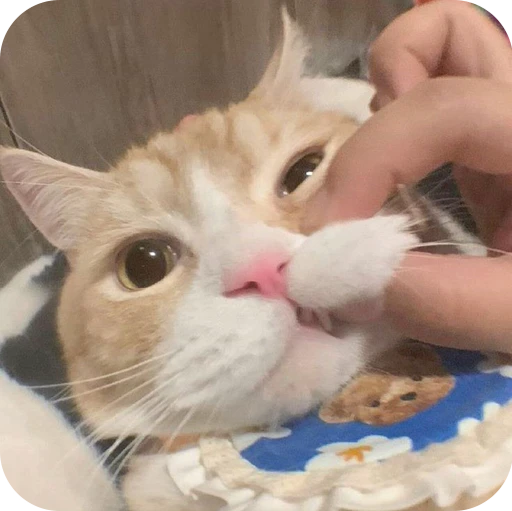 🤣 Стикер «Paws» для Telegram