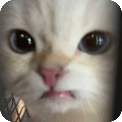 😒 Стикер «Paws» для Telegram