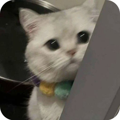 👀 Стикер «Paws» для Telegram