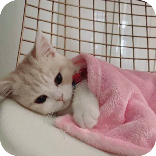 😞 Стикер «Paws» для Telegram