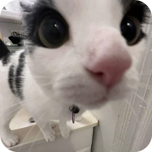 👀 Стикер «Paws» для Telegram