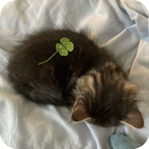 🍃 Стикер «Paws» для Telegram