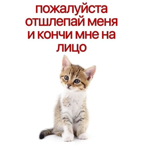 😊 Стикер «kitten love» для Telegram