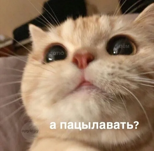 💋 Стикер «kitten love» для Telegram