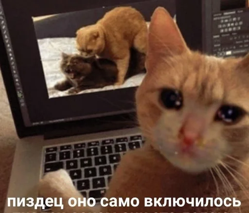 😌 Стикер «kitten love» для Telegram