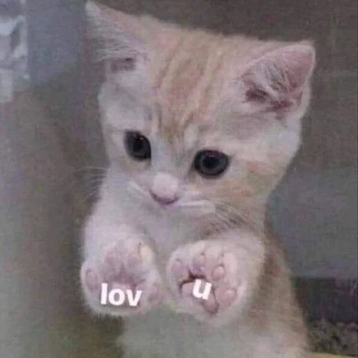 💗 Стикер «kitten love» для Telegram