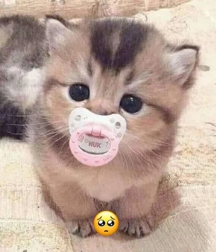 🥺 Стикер «kitten love» для Telegram