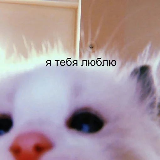 💗 Стикер «kitten love» для Telegram