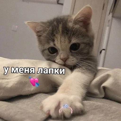 💘 Стикер «kitten love» для Telegram