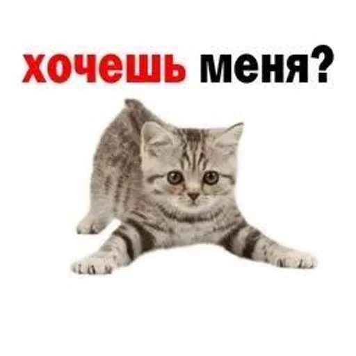 ☺️ Стикер «kitten love» для Telegram