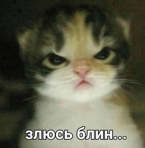 😡 Стикер «kitten love» для Telegram