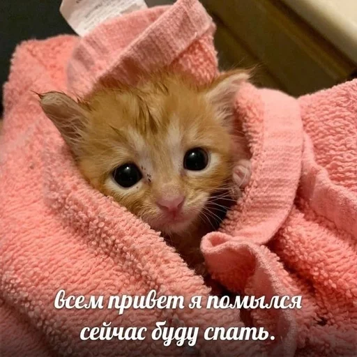 💘 Стикер «kitten love» для Telegram