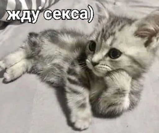 Стикерпак kitten love для Telegram — скачать
