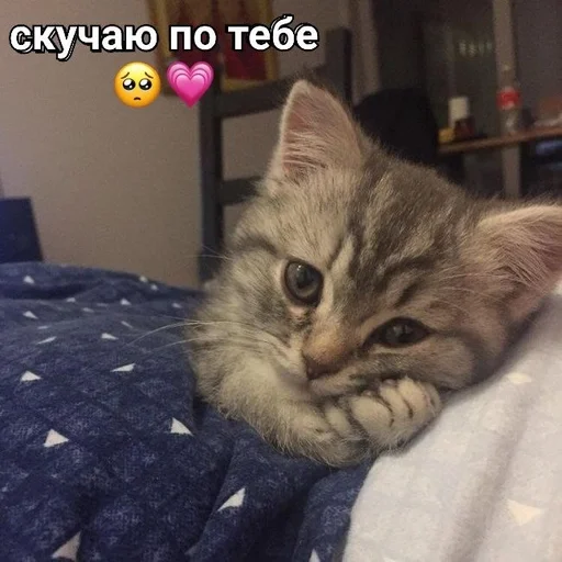 🥺 Стикер «kitten love» для Telegram