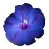 ♾ Эмодзи «geimvera ilmur.» для Telegram