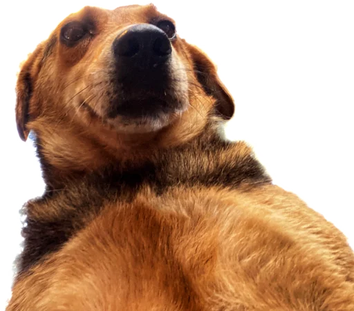 🙂 Стикер «batumidogs» для Telegram
