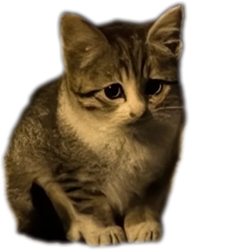🐱 Стикер «batumidogs» для Telegram
