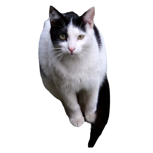 🐱 Стикер «batumidogs» для Telegram