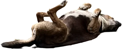 😴 Стикер «batumidogs» для Telegram