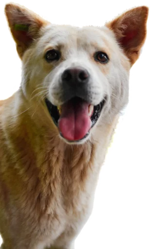 😍 Стикер «batumidogs» для Telegram