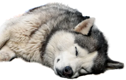 😴 Стикер «batumidogs» для Telegram