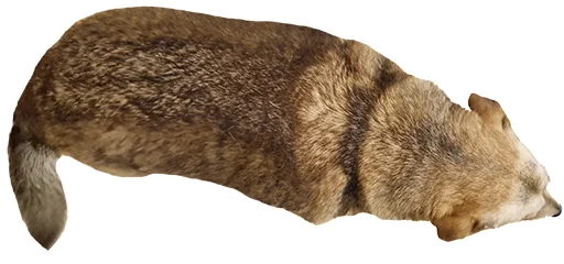 😴 Стикер «batumidogs» для Telegram