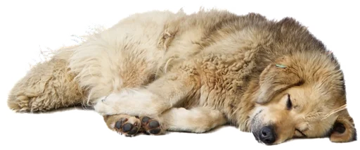 😴 Стикер «batumidogs» для Telegram