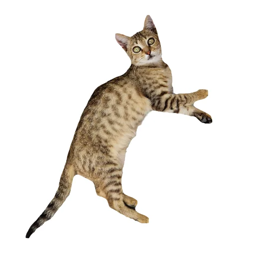 🐱 Стикер «batumidogs» для Telegram