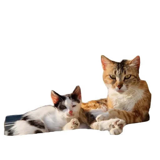 🐱 Стикер «batumidogs» для Telegram