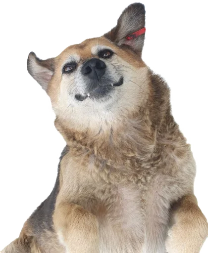 😜 Стикер «batumidogs» для Telegram