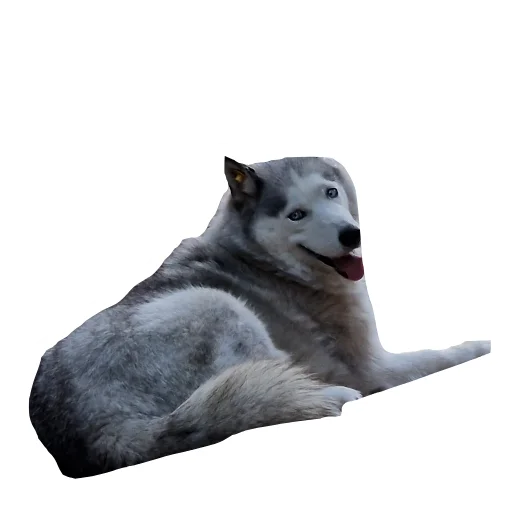 🐶 Стикер «batumidogs» для Telegram