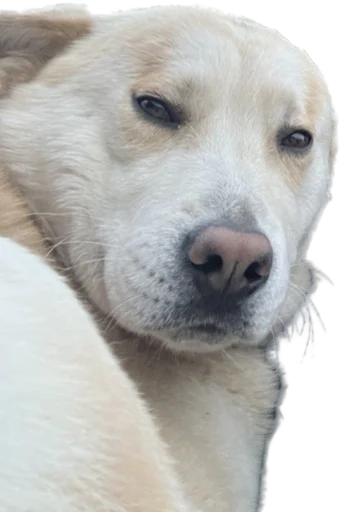 🤔 Стикер «batumidogs» для Telegram